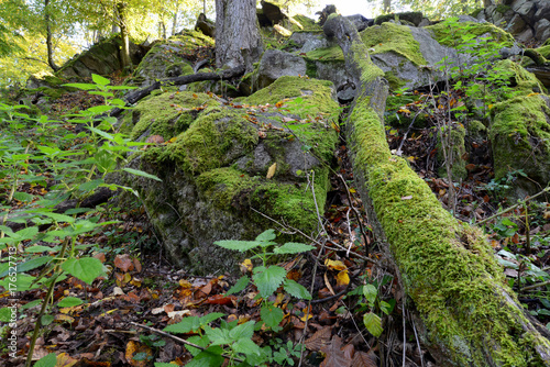 Green moss on rocks and trees in the woods