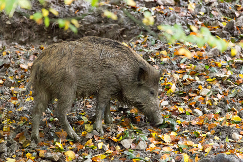 young wild hog photo