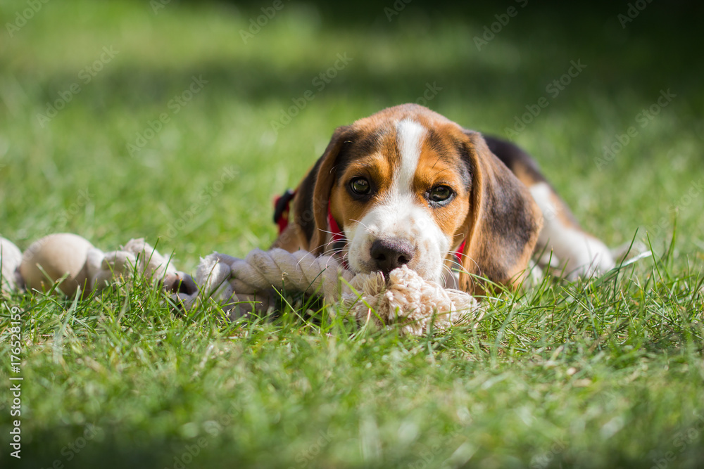 Young beagle lying on a meadow and chewing on a rope (9 weeks)