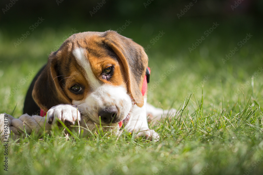 Young dog lying on a meadow and chewing on a rope (9 weeks)