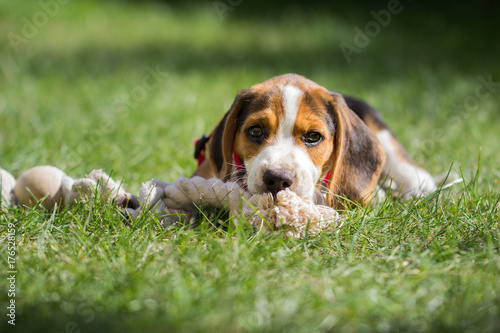 Young beagle lying on a meadow and chewing on a rope (9 weeks)