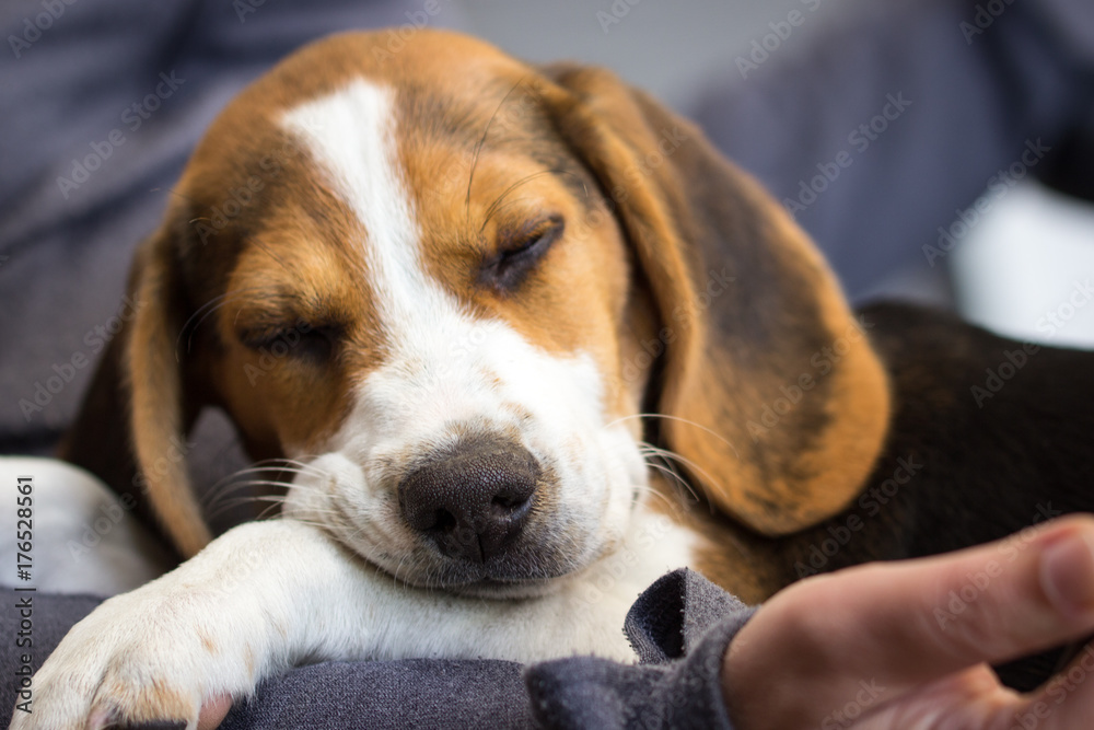 Young Beagle takes a nap on a lap (12 weeks)