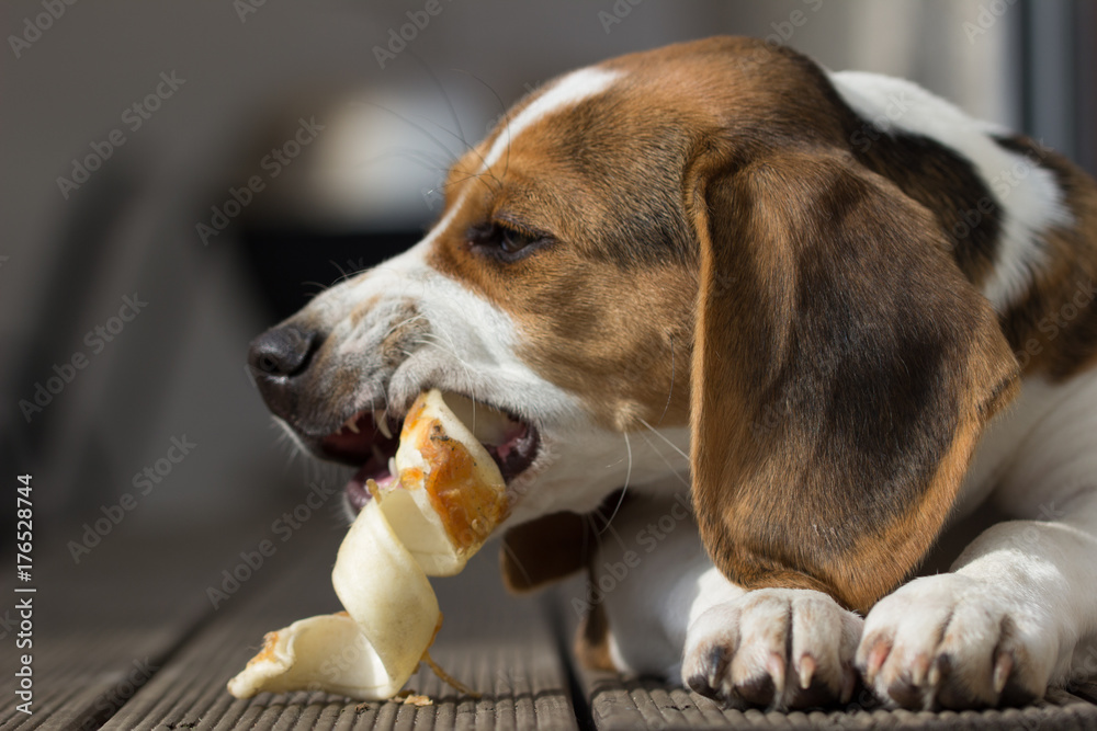 Beagle chews on a treat (14 weeks)