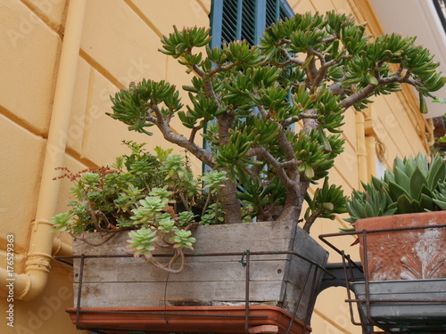 Piante grasse nei carrugi di Imperia photo