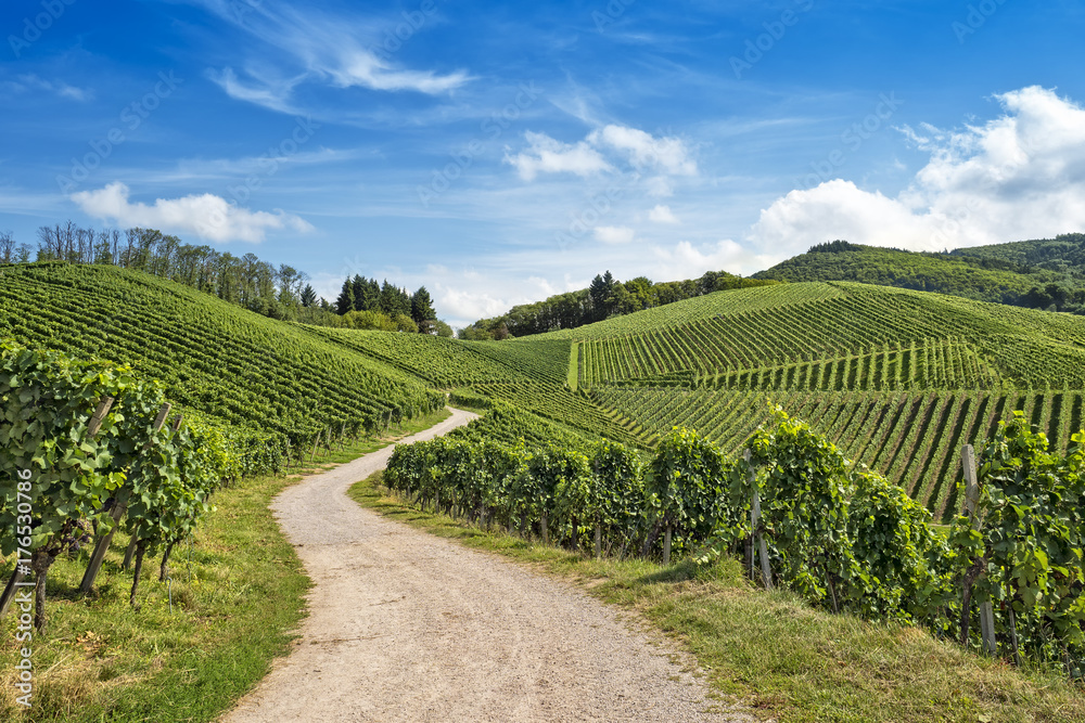 Curved path in vineyard landscape