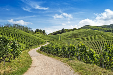 Foto auf Acrylglas Weingarten Geschwungener Weg in Weinberglandschaft  © beachfront