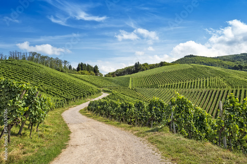 Curved path in vineyard landscape photo
