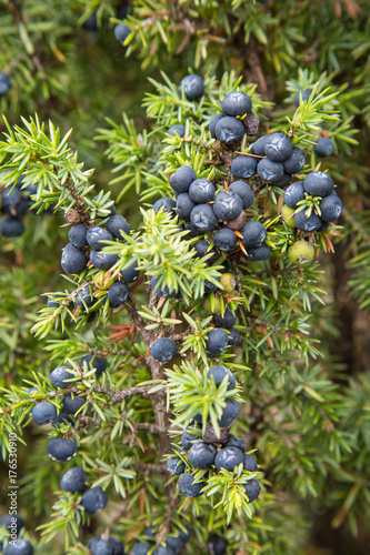 Juniper shrub with blue berries. Juniper berries can be used as spices and in herbal medicine.