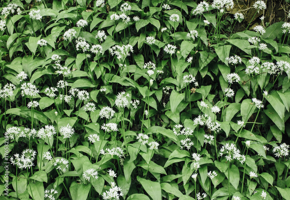 Wild Garlic (Ramsons) growing in woodland. Derbyshire, UK.