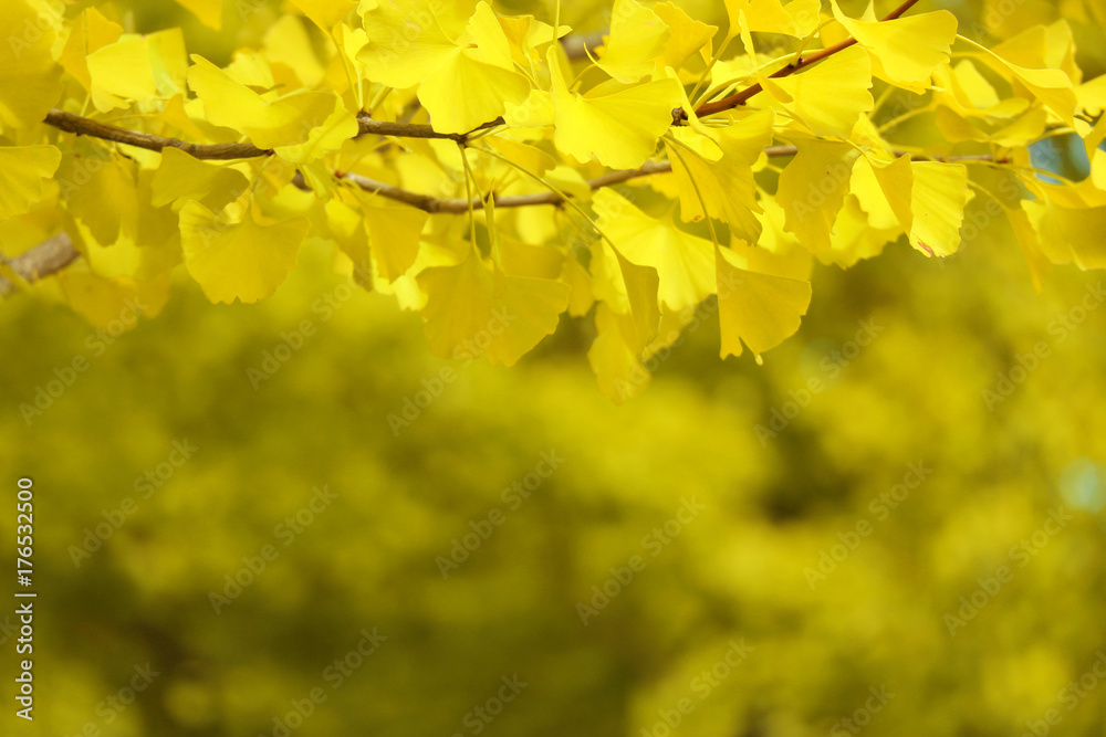 Ginkgo yellow leaves with blurred forest as background. Ginkgo yellow leaves with blurred forest as background.