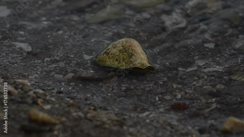 hermit crab walkng on sand photo