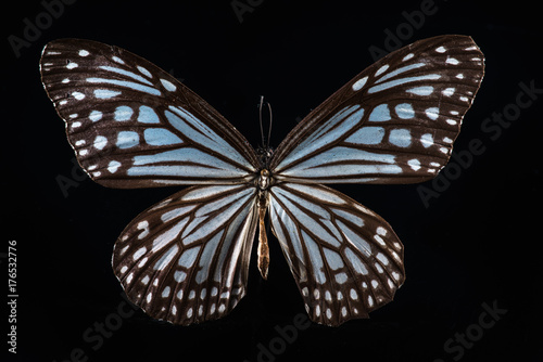 milkweed butterfly on black photo