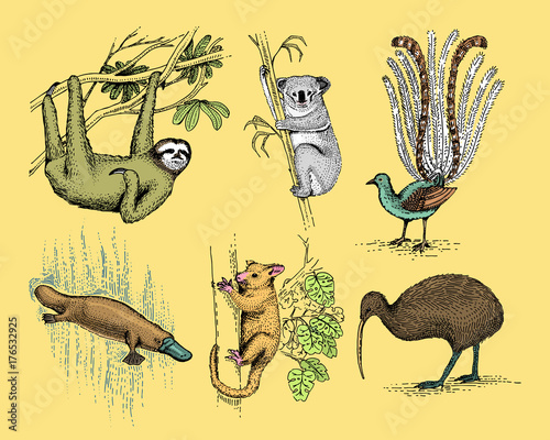 Canvas Print big set of australian and new zealand symbols, animal engraved, hand drawn vector , vintage drawing tasmanian wolf, kea parrot, possum, duck billed platypus, devil, numbat