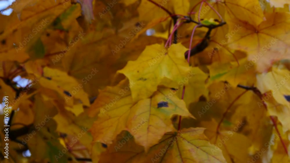 Maple Autumn Leaves In Forest