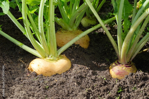 Turnips growing in the garden