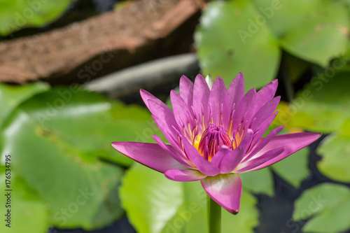 pink lotus flower on green leaf background  water lily