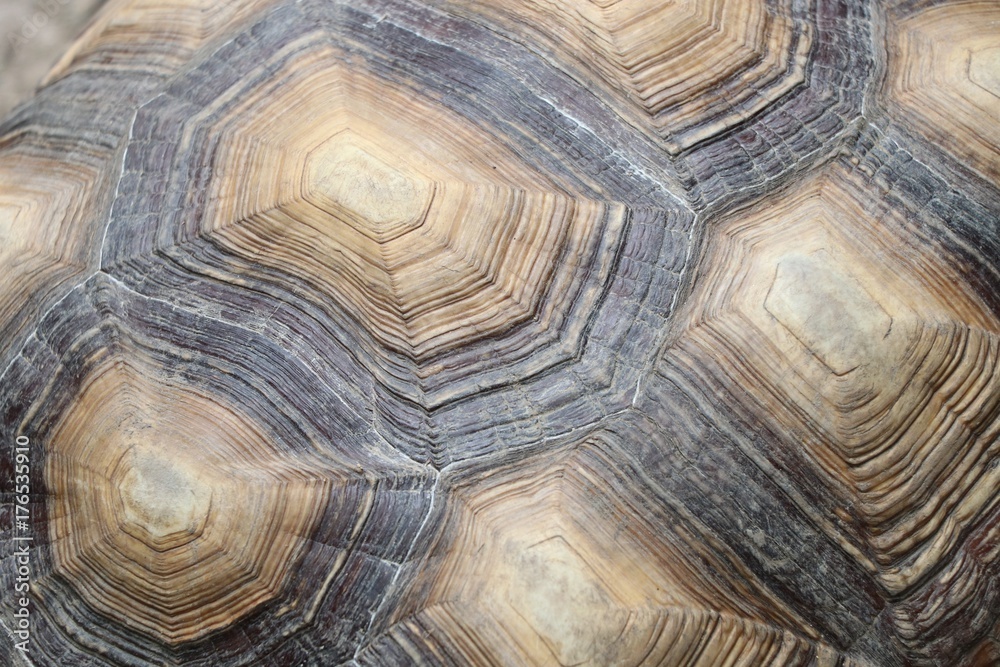 Turtle shield animal pattern Turtle shield animal pattern