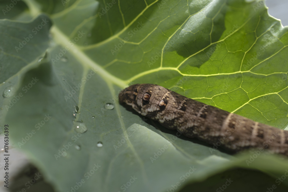 gray caterpillar