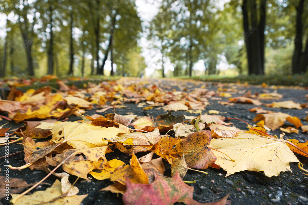 Dry yellow leaves on the pavement in autumn park. View from below. Selective focus. Dry yellow leaves on the pavement in autumn park. View from below. Selective focus.