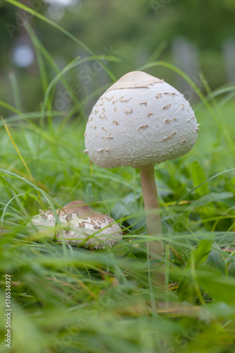 Mushrooms are on the lawn of the park.