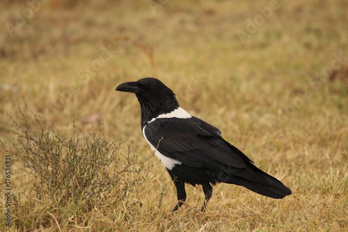 Crested crow