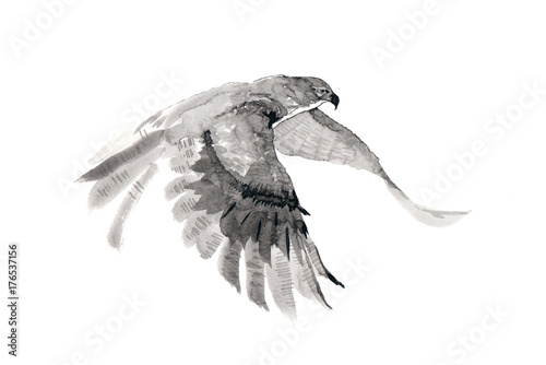 фотография The flying falcon. Ink drawing.