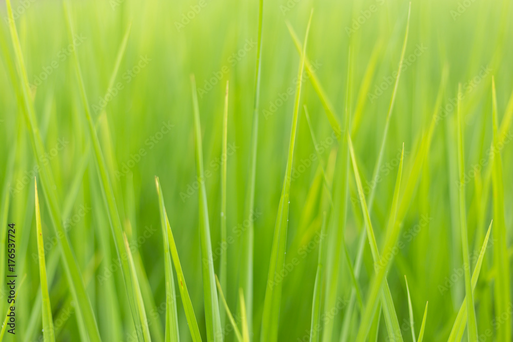 Green rice field Green rice field