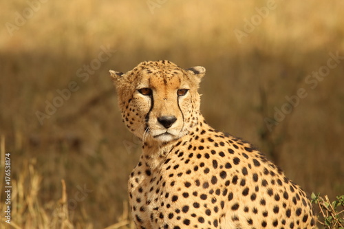 Cheetah Duma