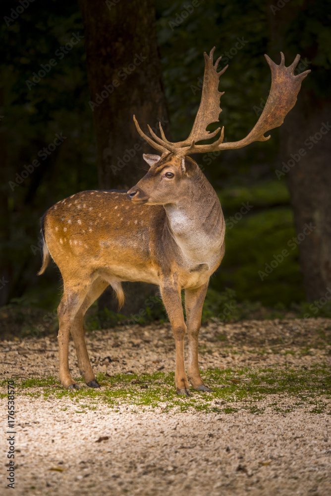 Fallow deer running wild Fallow deer running wild