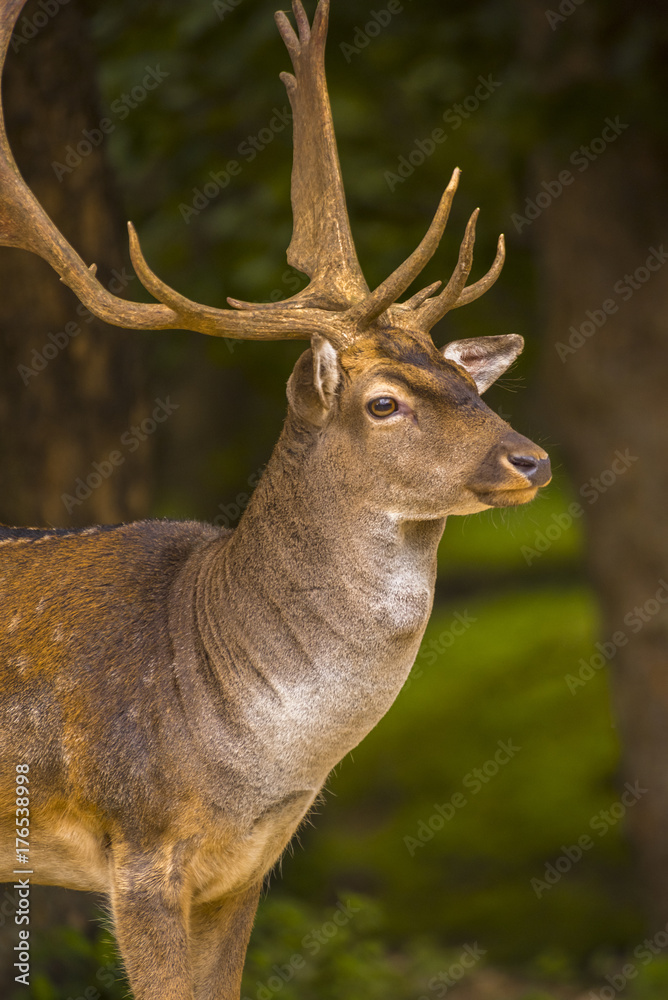 Obraz premium Fallow deer running wild