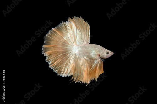 Close-up of Betta Splendens fish or siamese fighting fish. Betta Super Gold Halfmoon. © Phattana