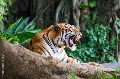 Close up tiger.