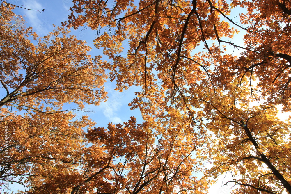 Fototapeta premium paint the autumn forest