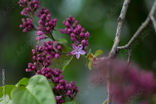 lilac flower with five petals