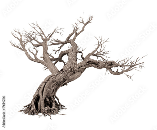Dead tree isolated on white background, 3D rendering photo