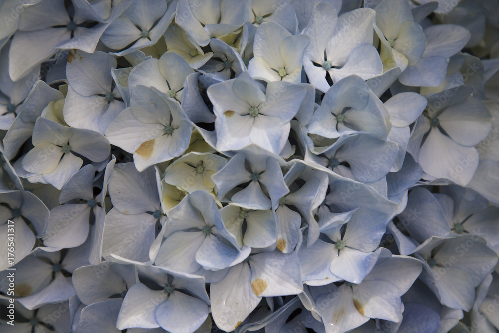 Obraz premium White Hydrangea
