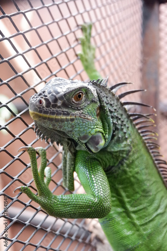 A iguana or green iguana in a cage