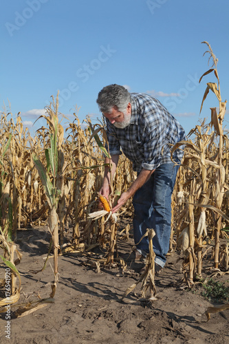 Agricultural scene, farmer or agronomist inspect damaged corn field and crop after drought