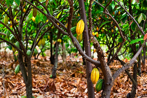 Cacao Fruit Ripened on the Tree