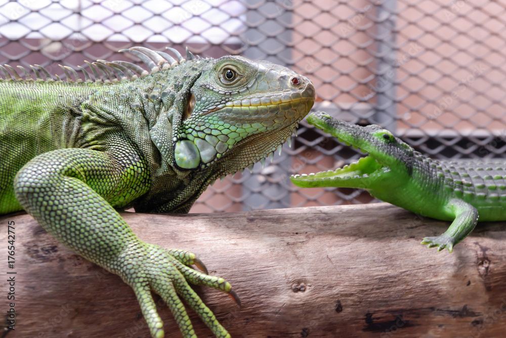 A iguana or green iguana with crocodile toy in a cage A iguana or green iguana with crocodile toy in a cage