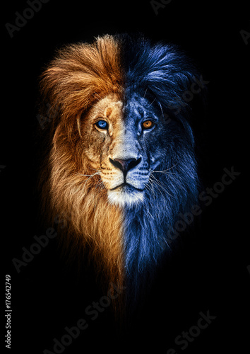 Portrait of a Beautiful lion, lion in dark, fire and ice