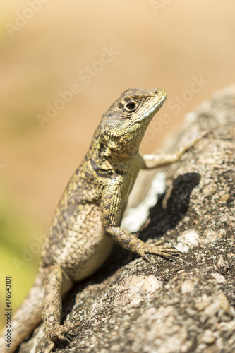 little lizard under the sunlight on a rock- tropidurinae