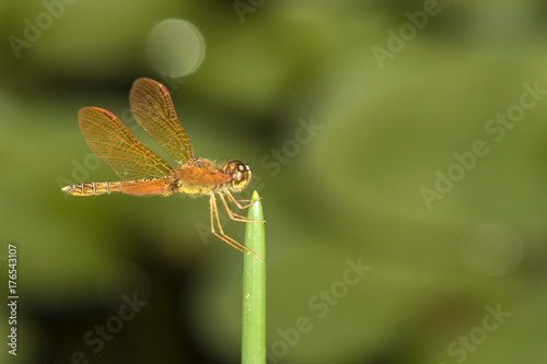 Valokuva red dragonfly macro close up detail on a stick - odonata anisoptera epiprocta