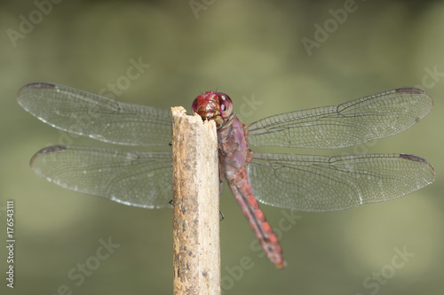 Canvas-taulu red dragonfly macro close up detail on a stick - odonata anisoptera epiprocta