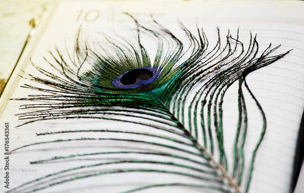 Obraz premium Peacock feather