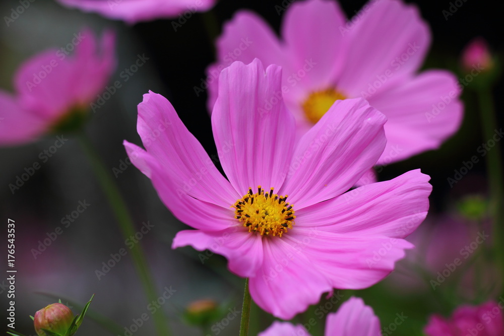 Cosmos / Andersen Park in Funabashi city, Chiba JAPAN Cosmos / Andersen Park in Funabashi city, Chiba JAPAN