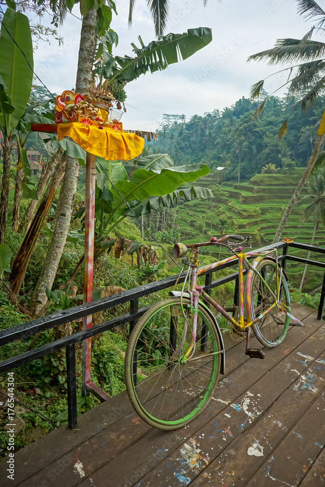 A colorful bicycle in front of the rice fields of Tegalalang Terrace. - in Tegalalang, Bali, Indonesia. A colorful bicycle in front of the rice fields of Tegalalang Terrace. - in Tegalalang, Bali, Indonesia.