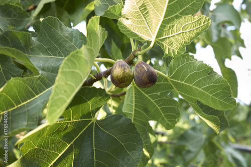 Ficus carica photo