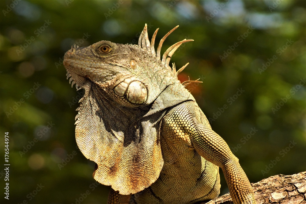 Obraz premium Iguana in Costa Rica