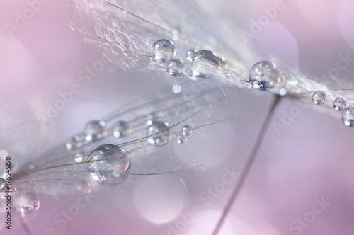 Canvas Print Dandelion with silvery drops of dew on a multi-colored gentle background